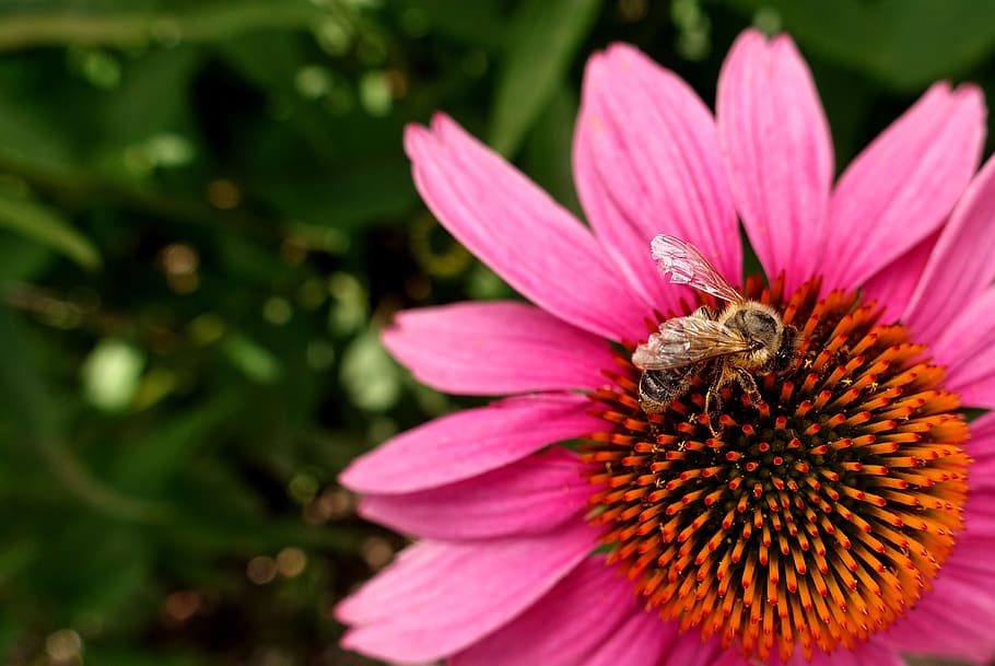 flower, summer, bee, nature, blossom, bloom, plant, petals HD wallpaper