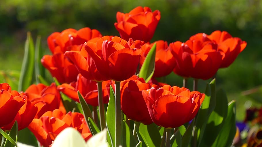 flower, spring, nature, flowers, blooms at, flora, color, beauty HD wallpaper