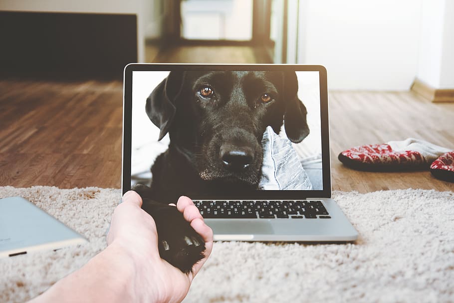 laptop, apple, macbook, computer, browser, bed, room, dog, video HD wallpaper
