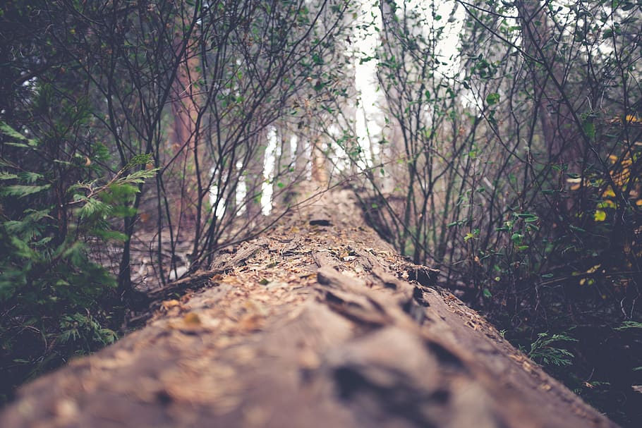 pathway between green leafed plants, tree, nature, forest, dirt road HD wallpaper
