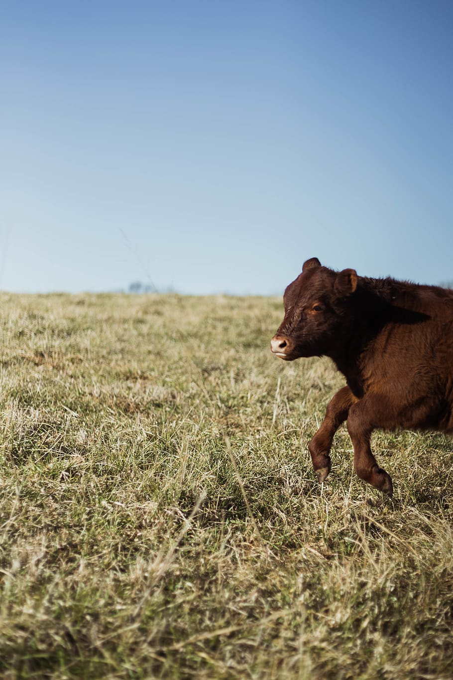 brown yak, animal themes, one animal, mammal, pets, grass, sky HD wallpaper