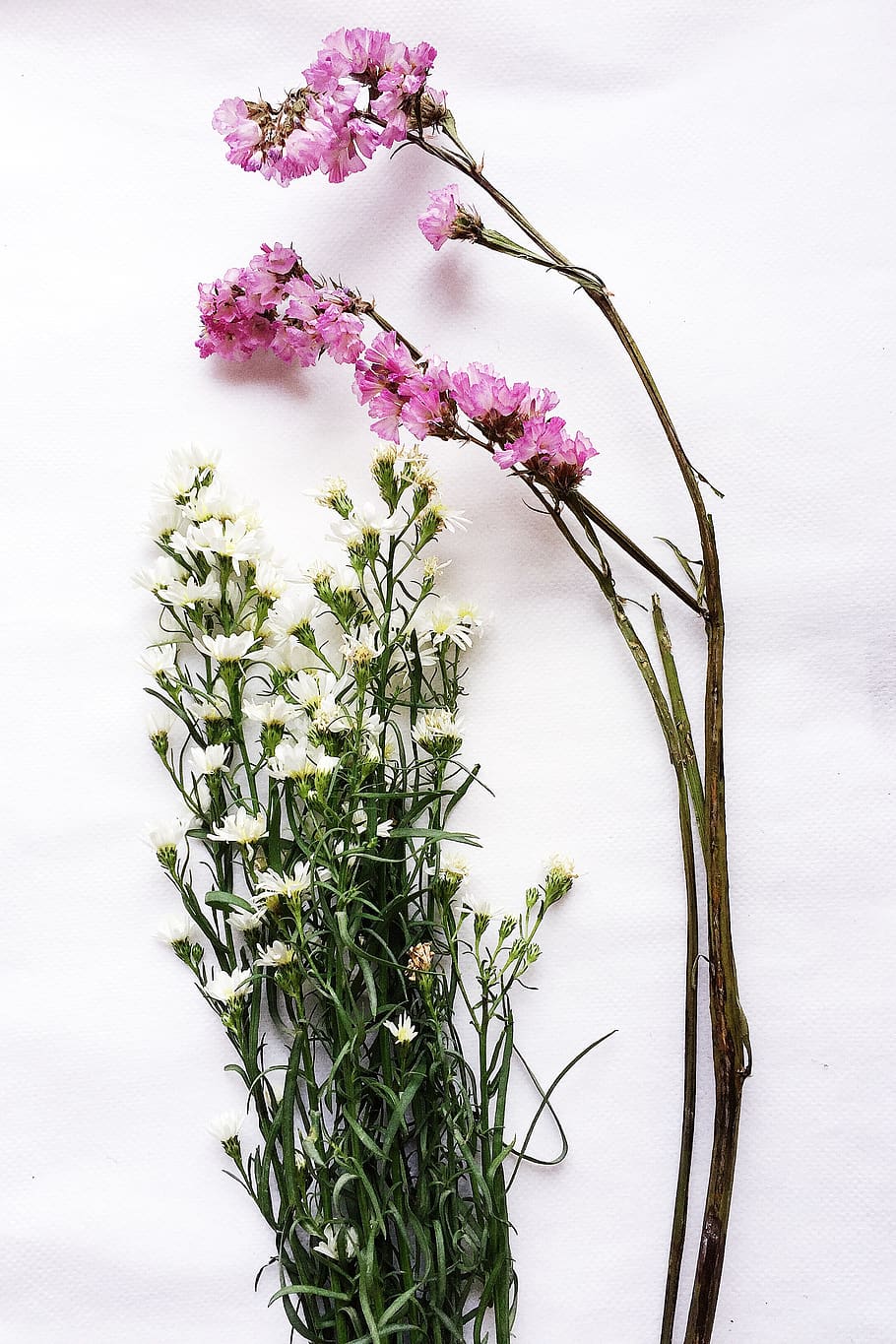 flower, pink, white, plant, flowering plant, beauty in nature HD wallpaper
