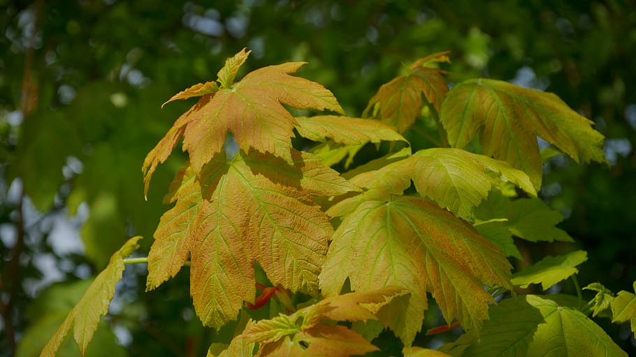 united kingdom, plant, growth, beauty in nature, close-up, plant part HD wallpaper