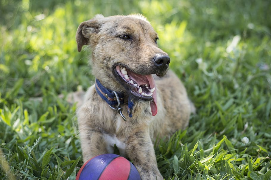 dog, field, animals, pets, mammals, one animal, canine, animal themes HD wallpaper