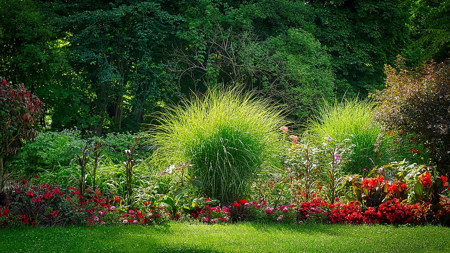 flower, tree, nature, garden, plant, grass, park, botany, blade of grass HD wallpaper