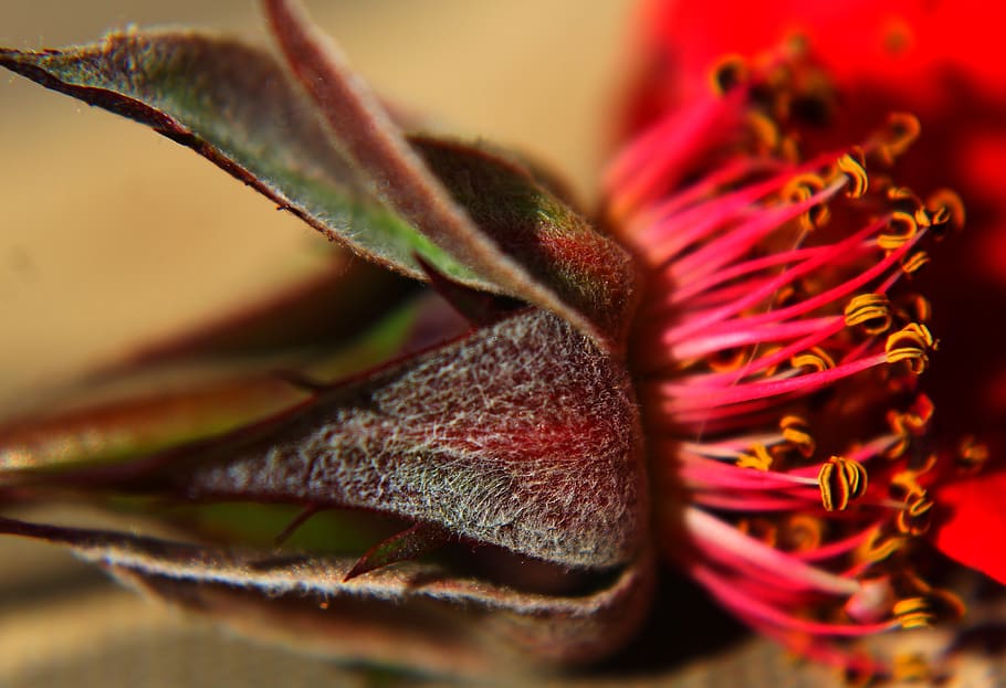 rose bud, roe, dead rose, fragrant, red, plant, nature, flower HD wallpaper