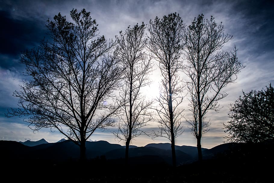 tree, silhouette, sky, plant, beauty in nature, cloud - sky HD wallpaper