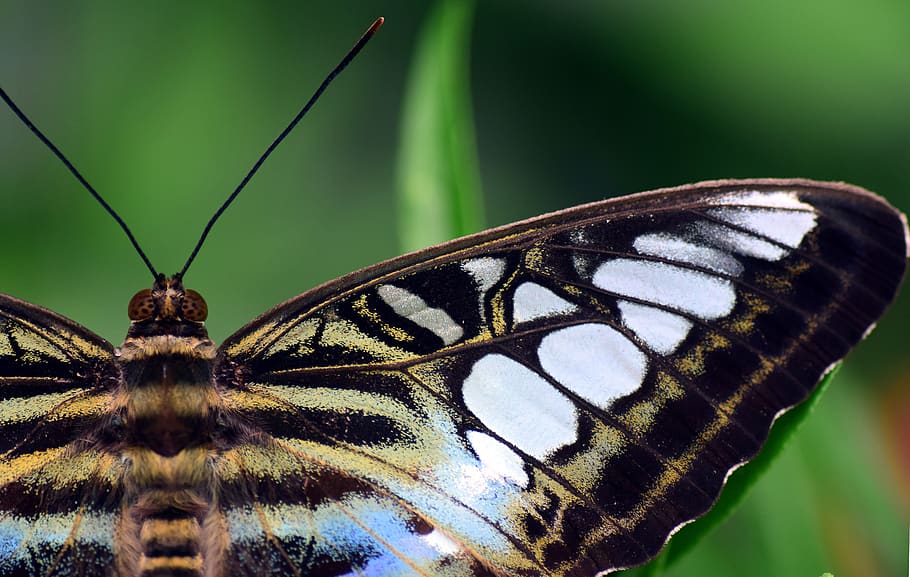 butterfly, insect, lepidoptera, wing, colorful, close up, butterflies HD wallpaper