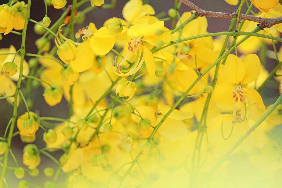 HD wallpaper: india, nandipulam, kerala, vishu, colorful, yellow, flower |  Wallpaper Flare