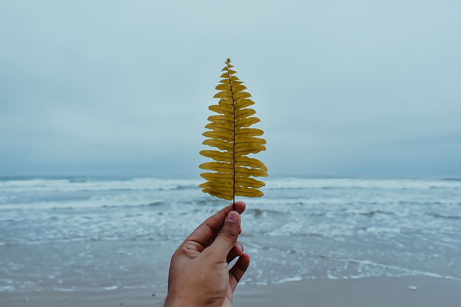 Person Holding Leaf, beach, beach front, Blue ocean, hand, nature life HD wallpaper