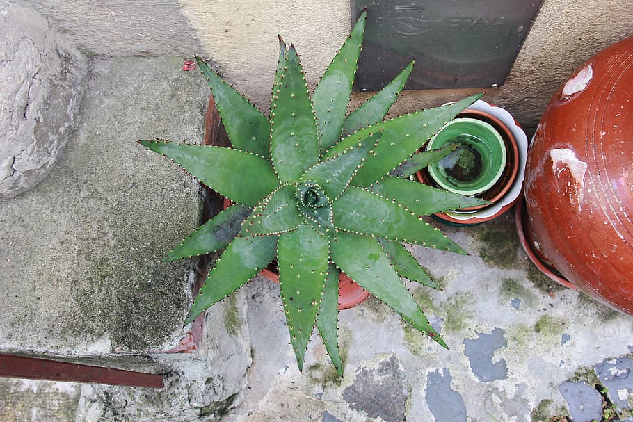 Hd Wallpaper Plant Aloe Door House Street Photography Agavaceae