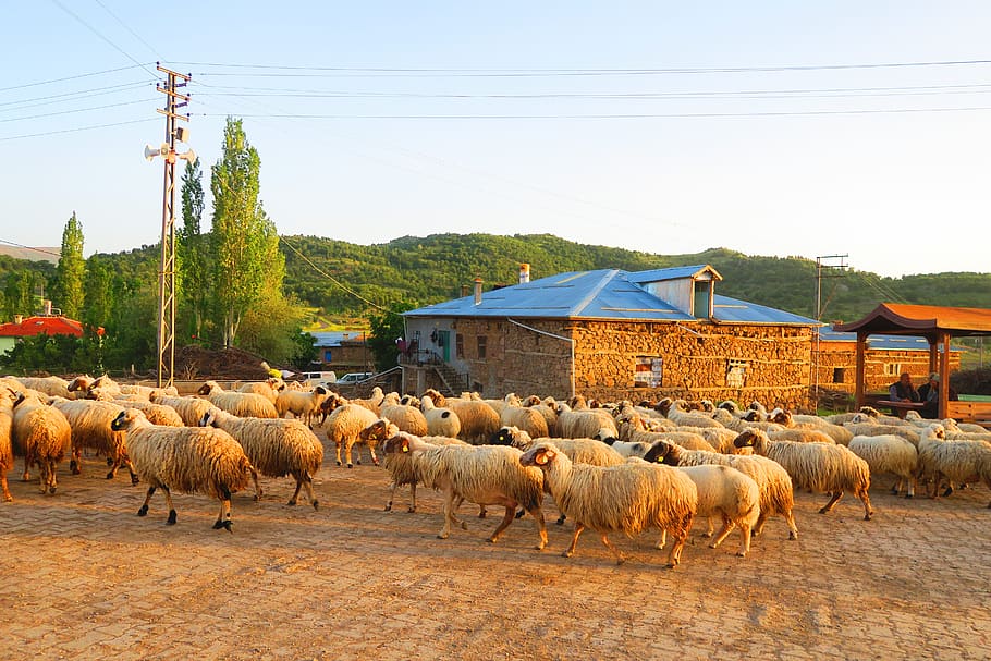sheep, village, herd, animal, mammal, domestic animals, sky, HD wallpaper