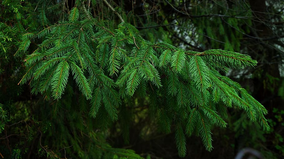 nature, plants, tree, branch, iglak, spruce, green, forest HD wallpaper