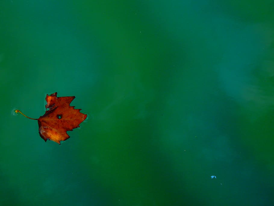 ireland, dublin, plant part, leaf, no people, nature, green color HD wallpaper
