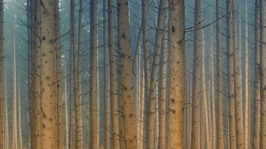 Brown Wood Trunks Illustration, close-up, colors, daylight, environment HD wallpaper