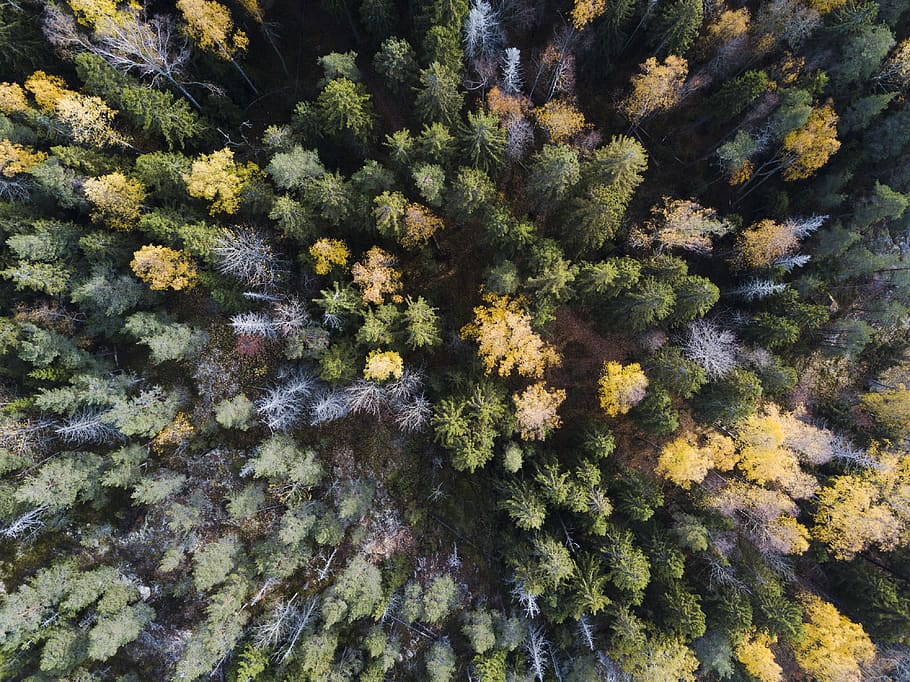 aerial view of trees, vegetation, plant, bush, nature, sea, outdoors HD wallpaper