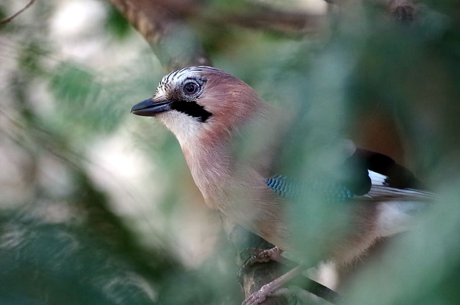 jay, forest, wild bird, bill, vertebrate, animal themes, one animal HD wallpaper