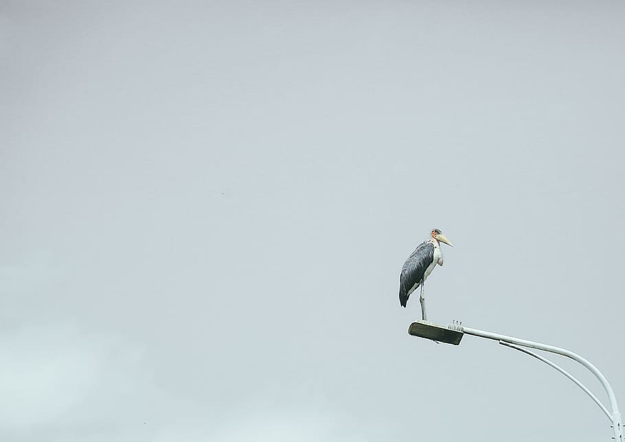 crane bird on utility post, light, sky, grey, wildlife, animal HD wallpaper