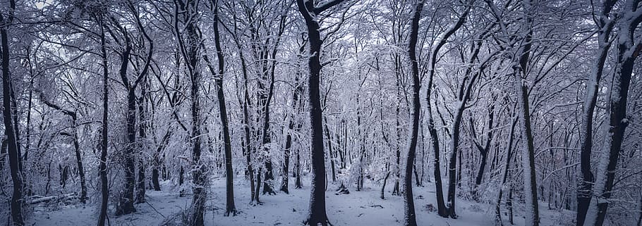 snow, forest, winter, cold, woods, ice, panoramic, trees, cold temperature HD wallpaper
