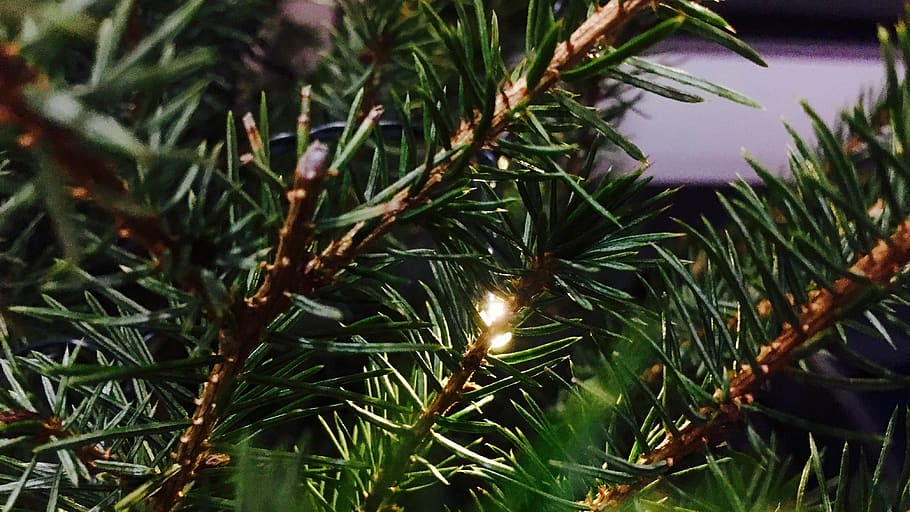 festive, tree, plant, growth, green color, close-up, nature HD wallpaper
