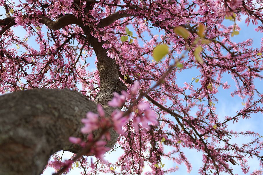 tree, flowers, detail, spring, rosa, branch, plant, nature HD wallpaper