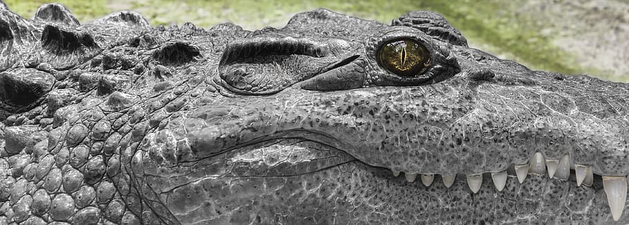 crocodile, white, wild, green, skin, day, no people, close-up HD wallpaper