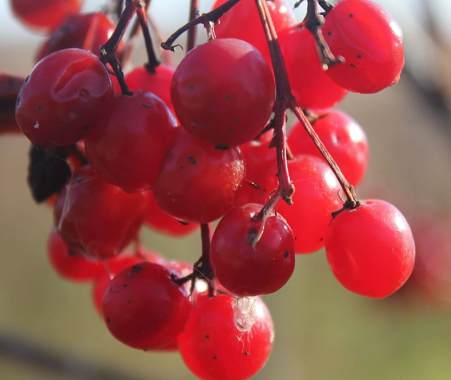 grape, fresh, fruit, nature, food, sweet, healthy eating, food and drink HD wallpaper