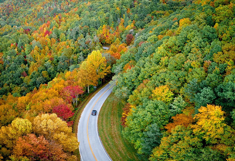 high-angle photography of car on road between trees, plant, autumn HD wallpaper