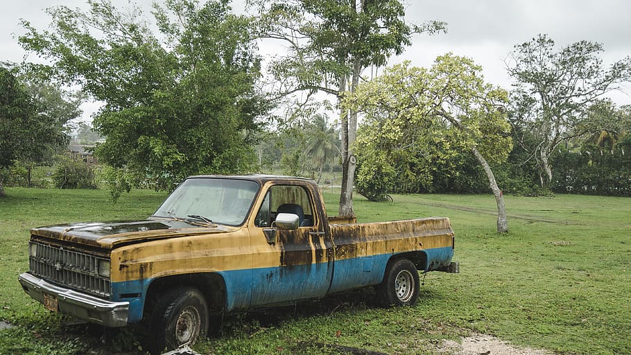 trucks, rain], rust, trees, wildlife, plant, mode of transportation HD wallpaper