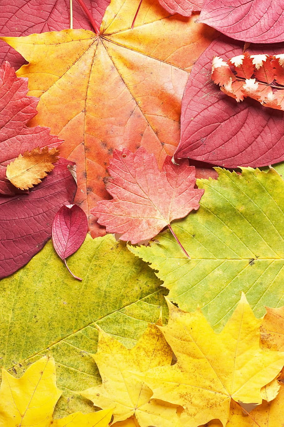 autumn, background, beautiful, bright, color, land, leaf, maple HD wallpaper