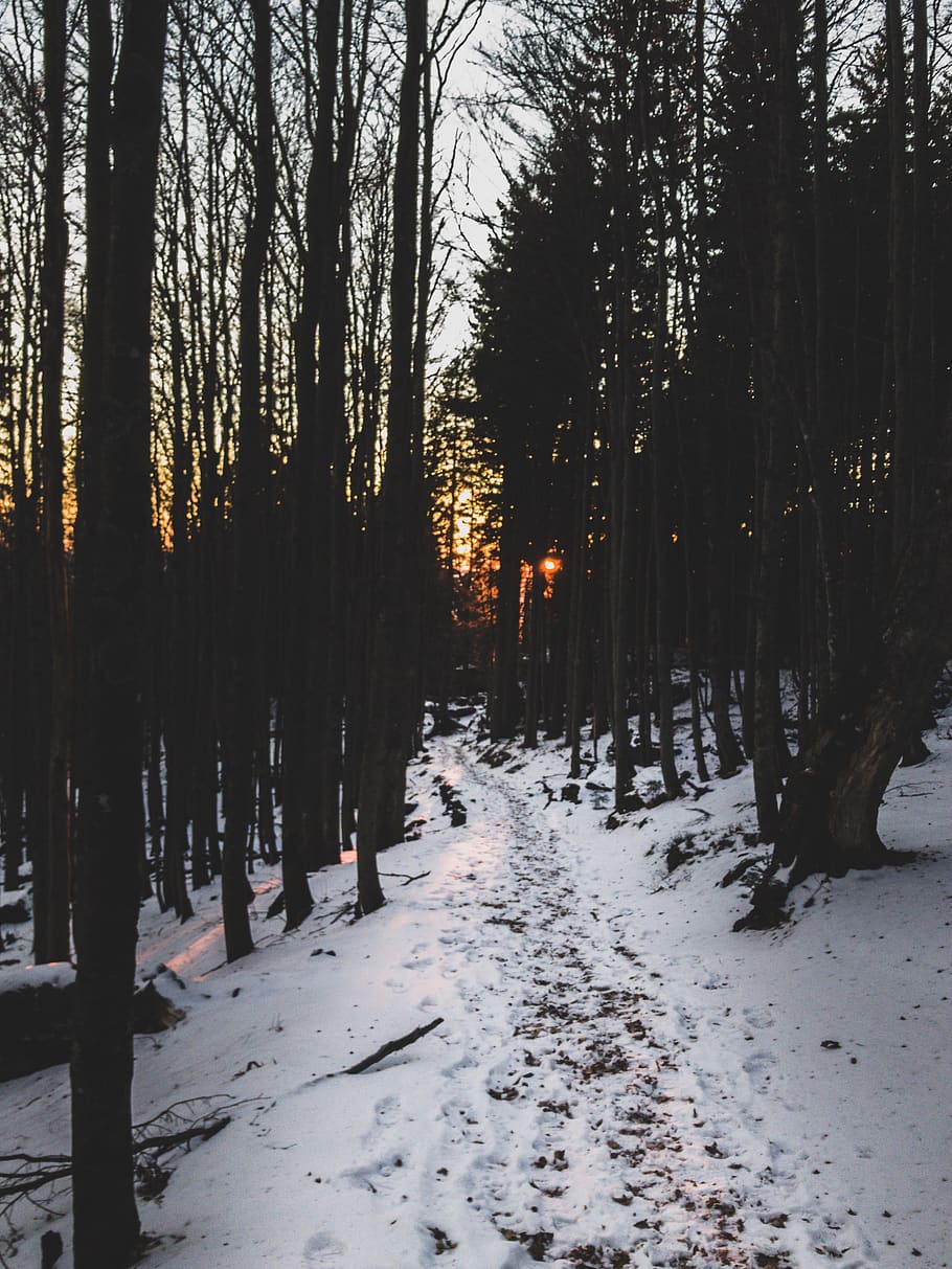 bare trees with white snow, plant, abies, fir, outdoors, nature HD wallpaper