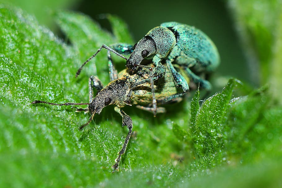 insects, macro, animal themes, invertebrate, animal wildlife HD wallpaper