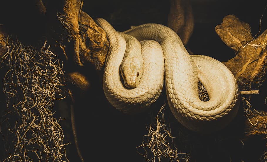 Beige Python on Brown Branch of Tree, animal, animal photography