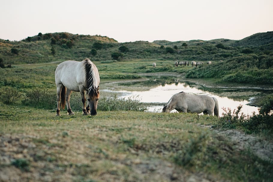 netherlands, overveen, zuid-kennemerland national park, wild horse