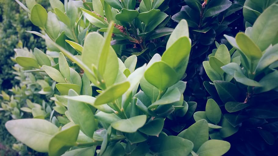 leave, flower, forest, growth, plant, beauty in nature, plant part HD wallpaper
