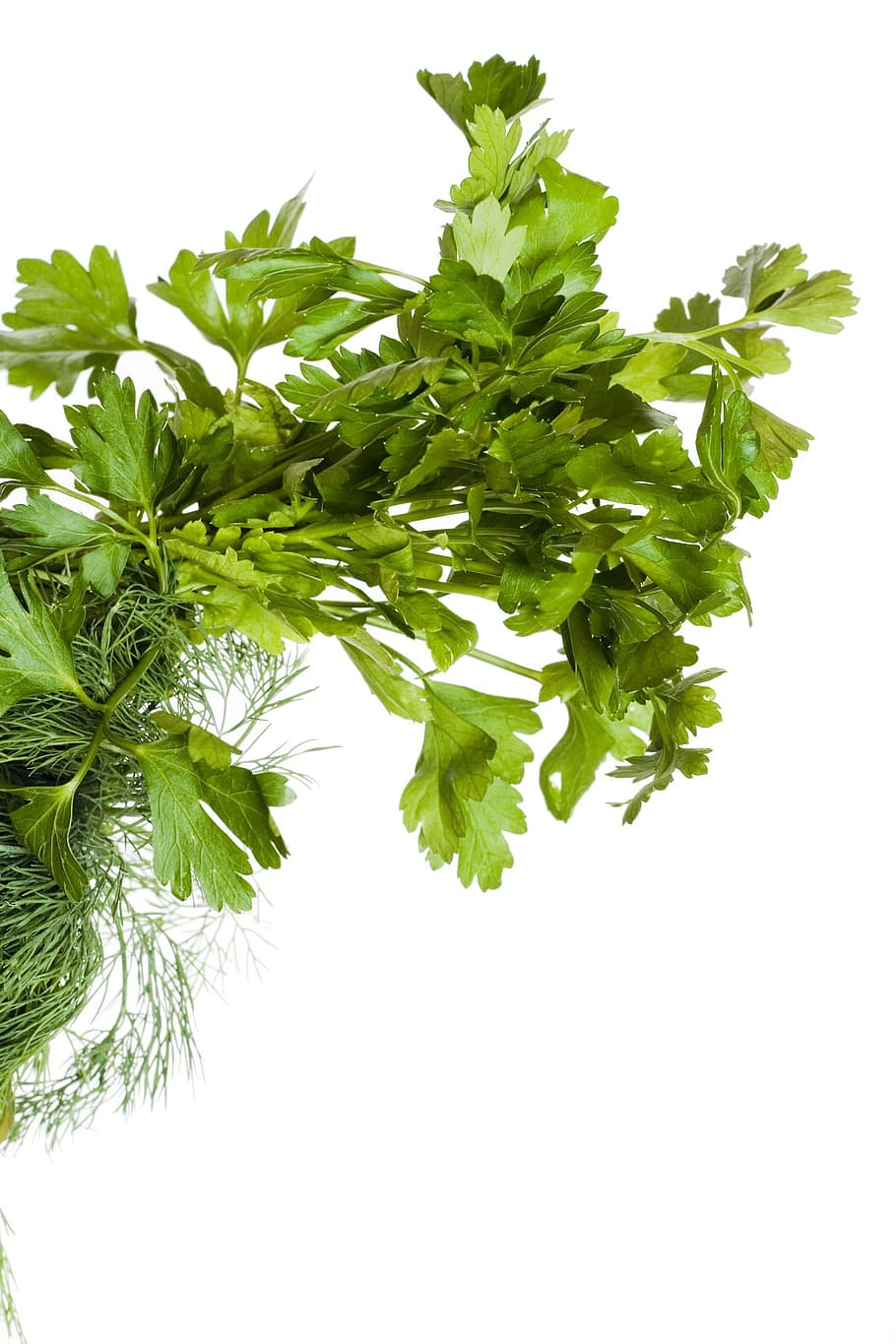 isolated, leaves, parsley, plant, spices, tasty, vegetables