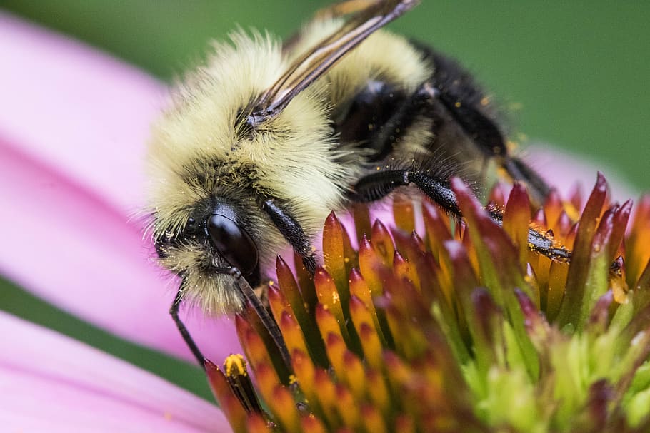 insect, bee, pollen, flower, spring, summer, happy vibes, macro, HD wallpaper