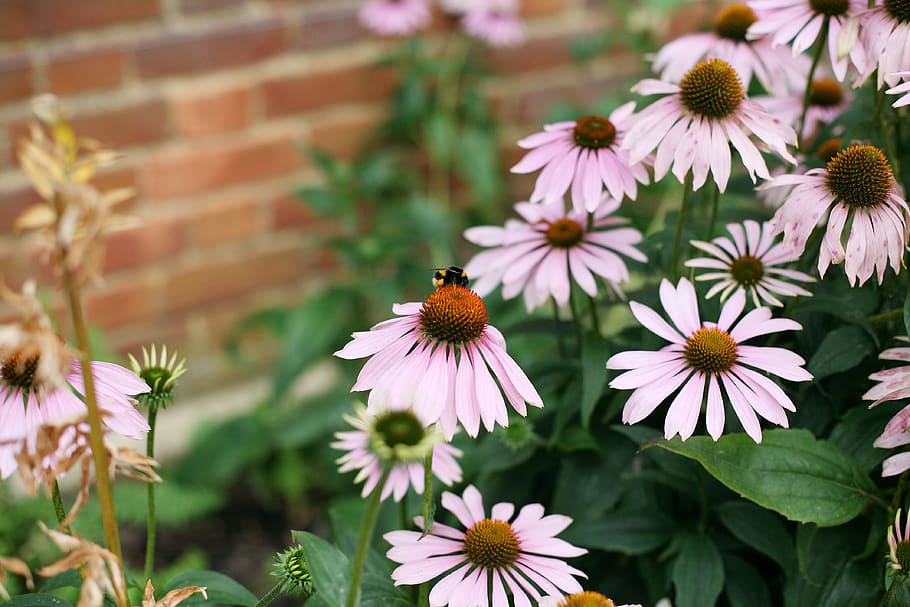 flowers, flowering plant, fragility, vulnerability, freshness HD wallpaper