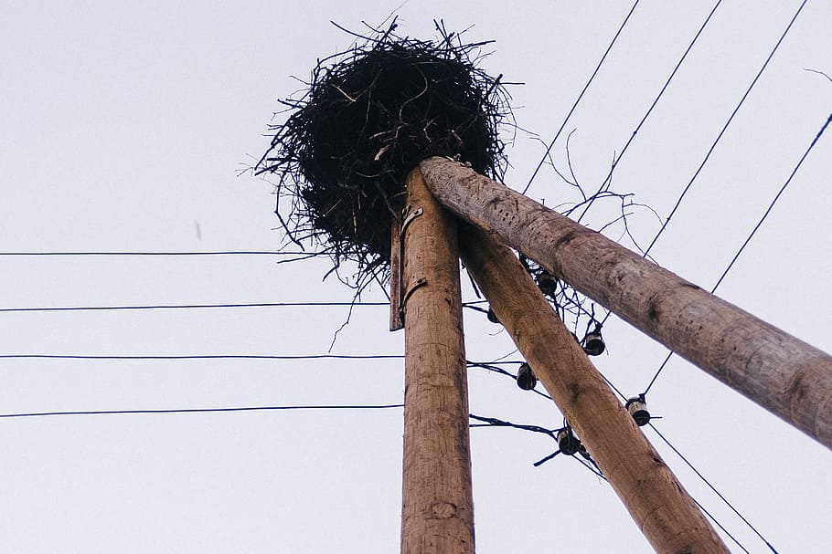 Stork’s nest, cable, electricity, wood - material, power line HD wallpaper
