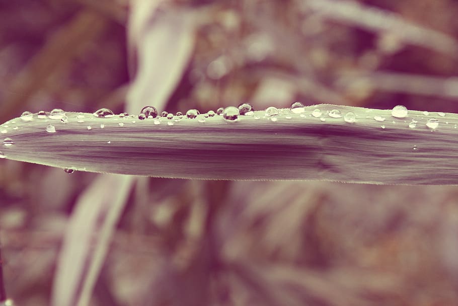 Macro Photograph of Plant With Water Dewdrops, background, blur HD wallpaper