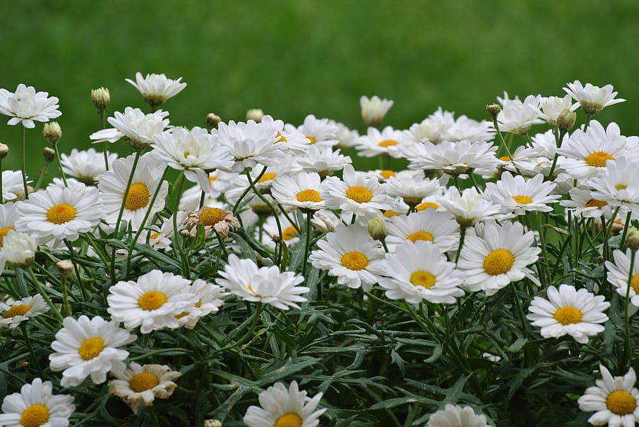 nature, summer, spring, flower, floral, background, garden HD wallpaper