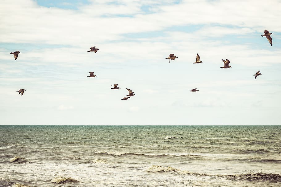 bird, cloudy, sky, flight, seascape, seagull, flock, group of animals HD wallpaper