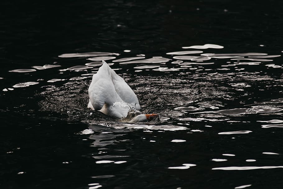 swan on water, animal wildlife, lake, bird, animals in the wild HD wallpaper