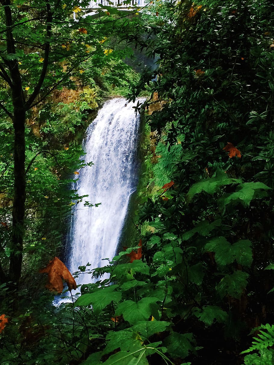 waterfall, plants, trees, nature, hike, adventute, beauty in nature HD wallpaper