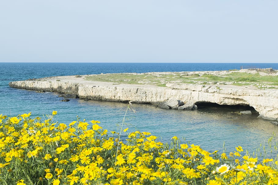italy, monopoli, sea, water, flower, plant, beauty in nature HD wallpaper