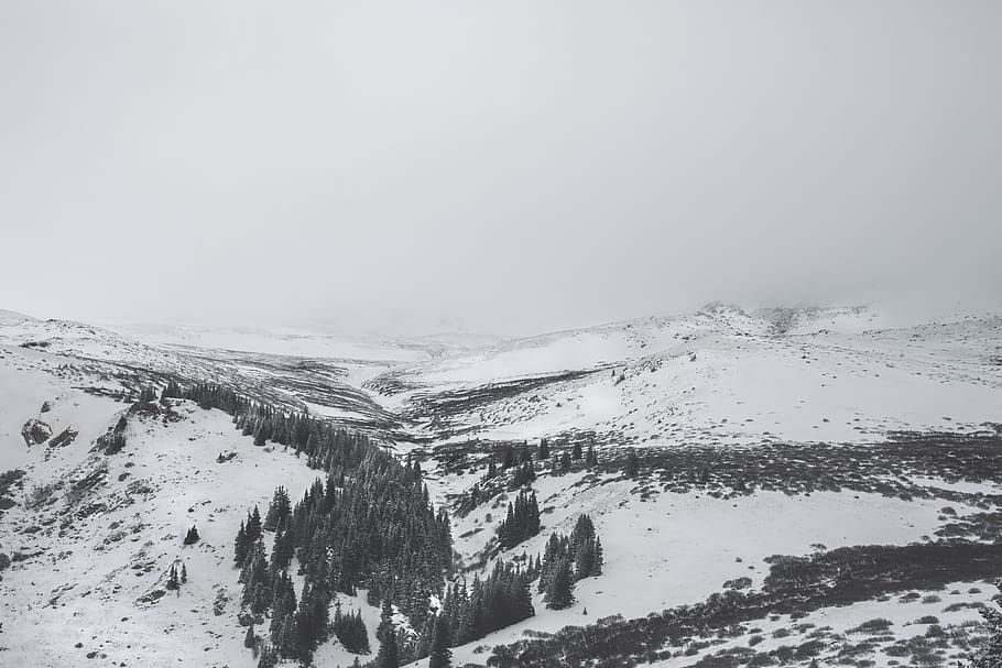 snow covered field during day, plant, tree, abies, fir, nature HD wallpaper