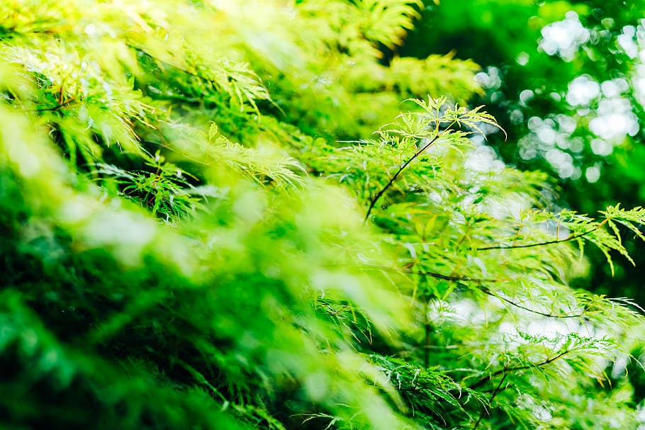 green plants, pottery, vase, jar, potted plant, vegetation, planter HD wallpaper