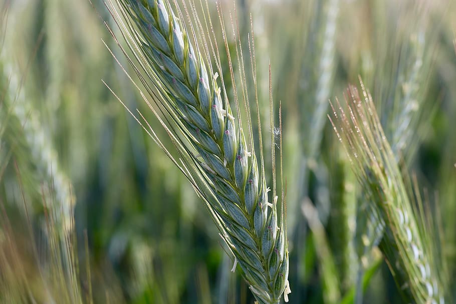 grain, ear, wheat, cornfield, cereal plant, agriculture, crop HD wallpaper