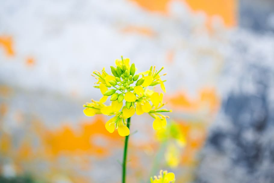 flower, micro, closeup, yellow, nature, depth of field, golden yellow HD wallpaper