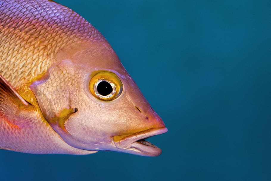 orange fish, animal, animal themes, one animal, animal wildlife HD wallpaper